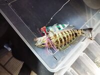 Эгейское, каменный окунь-ханос: клюнул на первом забросе пилькера