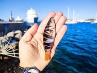 Бодрум, рядом с круизным портом: глубина, сарган мелькает, снасти целы — кот сыт