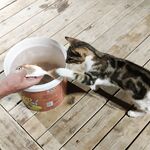 Торба, пирс 4–5 м: лаврак на виду, мелочь клюет всегда, кефаль у кафешки на отходах