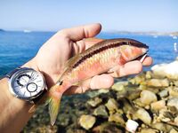 Торба, север Эгейского, Турция: пилькер с берега и советы про берегового тунца