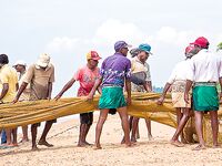 Шри-Ланка, океанский берег: тяжёлый труд артелью — не шоу для туристов