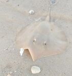 Сколько мотать и кто кидает за 150 м: бытовая реальность на морской рыбалке