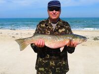 Прибойная: «такие красавцы клюют» — подтверждение по размеру рыбы