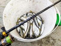 Major Craft TripleCross TCX-T732AJI: обрыбил мелкой ставридой