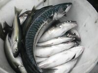 Сайда до 2 кг на щучий балансир: снял тройник и добавил моно вставку