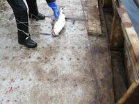 Балансиры и себестоимость: расходники должны быть недорогими — вывод