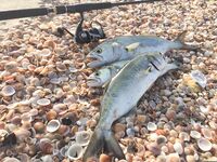 Луфарь в Израиле как ориентир: сравнение со Средиземкой в тему железа