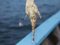 Пхукет, общий улов 6,5 кг: кадры с борта и результат на всех