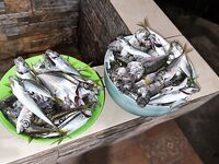 Rockfishing light game без тубусов: один тревел 3–15 г вместо горы палок и бомбард