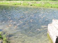 Абхазия, фото-отчёт: дорога, парки, хозяйства и неизбежный рокфишинг