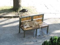 Абхазия, фото-отчёт: дорога, парки, хозяйства и неизбежный рокфишинг