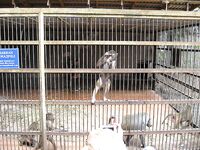 Абхазия, фото-отчёт: дорога, парки, хозяйства и неизбежный рокфишинг