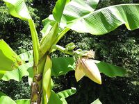 Абхазия, фото-отчёт: дорога, парки, хозяйства и неизбежный рокфишинг