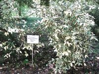 Абхазия, фото-отчёт: дорога, парки, хозяйства и неизбежный рокфишинг