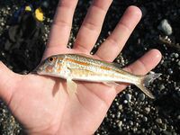 Абхазия, фото-отчёт: дорога, парки, хозяйства и неизбежный рокфишинг