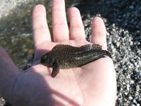 Абхазия, фото-отчёт: дорога, парки, хозяйства и неизбежный рокфишинг