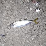 Абхазия, отпуск: Кодор, Амктел и немного моря — рыба на червя и на кусочки