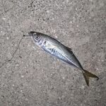 Абхазия, отпуск: Кодор, Амктел и немного моря — рыба на червя и на кусочки