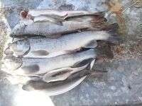 Абхазия, Кодор и озёра: червь, поплавочка 6 м — форель стабильно