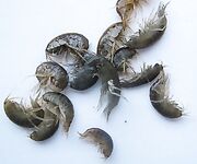 Абхазия, бокоплавы: уточнение по виду наживки на картинке для справки