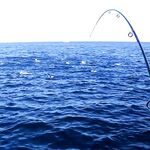 Абхазия, немного фото: море, уловы и берег — короткий визуальный отчёт