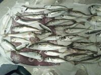 Абхазия, пристань: караси, ставрида и десяток небольших хеков с борта