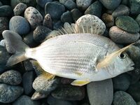 Абхазия, фото: море, причалы, рыба и настроение — короткая зарисовка