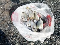 Абхазия, фото: море, причалы, рыба и настроение — короткая зарисовка