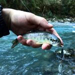 Абхазия осенью: Бзыбь, мечта о дикой форели и день рождения в походе