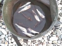 ПВХ без мотора «пиратами»: патерностер с навозником, тапки и перчатки от дракончика