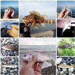 Неделя самодура и бомбарды: сухой нереис из Гагры, креветка в магазинах