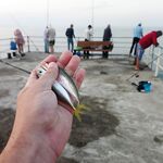 Сравнил вина и вернулся к рыбалке: чуларка на поплавок, ставрида на самодур