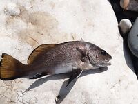 Ночная поплавочная в Новом Афоне: карась с барабулькой, горбыль на креветку не вышел