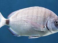 Ласкирь и дорадо разные: у ласкиря тёмное пятно у хвоста — краткая памятка