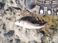 Барабулька с 7 до 9 на сушёного нереиса: десяток, песок и низкая трава под ногами