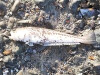 Крупные экземпляры утром: оба «немелкие», состав набора держит