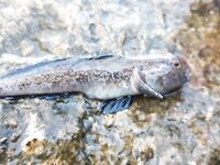 Первая барабулька на отводной: старт задан, снасти подобраны