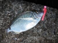 Малые размеры у берега: ставрида мелкая, карась и ёрш стабильны, соседи взяли горбыля