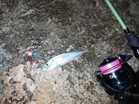 Малые размеры у берега: ставрида мелкая, карась и ёрш стабильны, соседи взяли горбыля