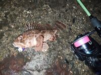 Пицунда «сдулась»: ставриды мало, в основном бычок и карась — но красиво