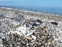 Утрянка жирная: 20 барабулек, ставридка и карась, плюс найденная вчера ставка