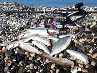 Утрянка жирная: 20 барабулек, ставридка и карась, плюс найденная вчера ставка