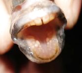 «Каждый ловит как хочет»: карась на 1.5″ силикон тоже даёт свой кайф