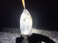 Первая ночная в Пицунде: УЛ и пилькер дали 4 вида за раз