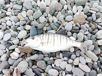 Самшитовая роща, Пицунда: десяток барабулек, 6 ласкир и марамир