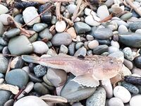 Отводной против мдж: стабильность и «колючая кракозябра» на мясо