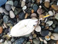 Лдзаа, Пицунда: ультралайт, булеры 3–5 г, отводной и вечерняя ставридка