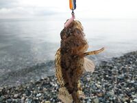 Лдзаа, Пицунда: ультралайт, булеры 3–5 г, отводной и вечерняя ставридка