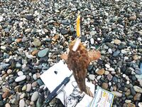 Лдзаа, Пицунда: ультралайт, булеры 3–5 г, отводной и вечерняя ставридка