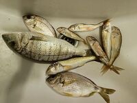 Гудаута в первый день: груз + два поводка, Нерис и вечерний просвет